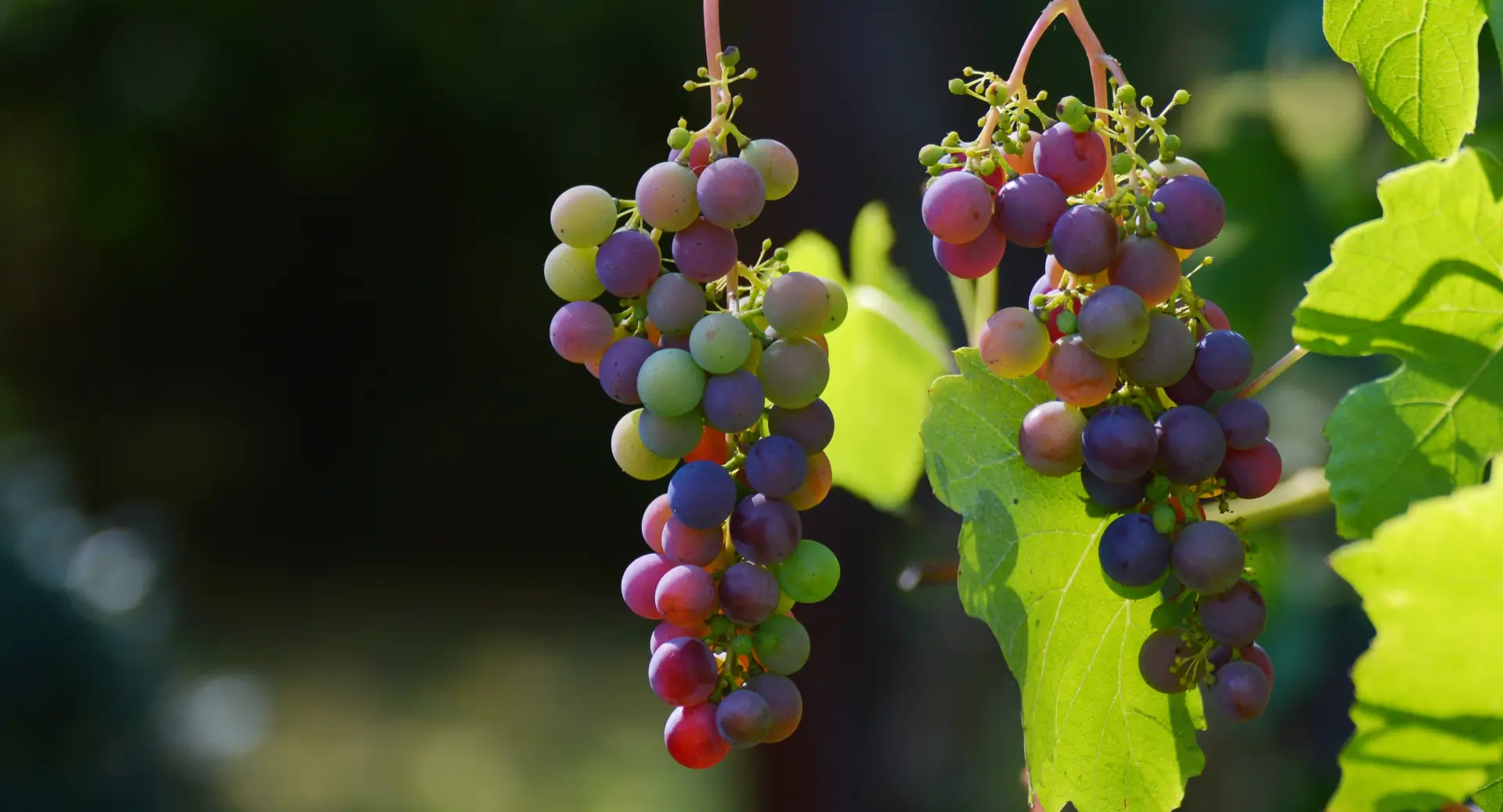 Duis at laoreet mi, eget viverra ex praesent iaculis dui risus